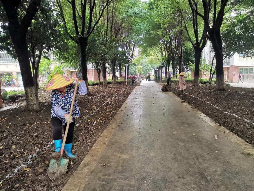 绿植补栽 美化家园