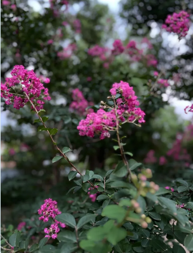 夏日繁花 ,诗意家园